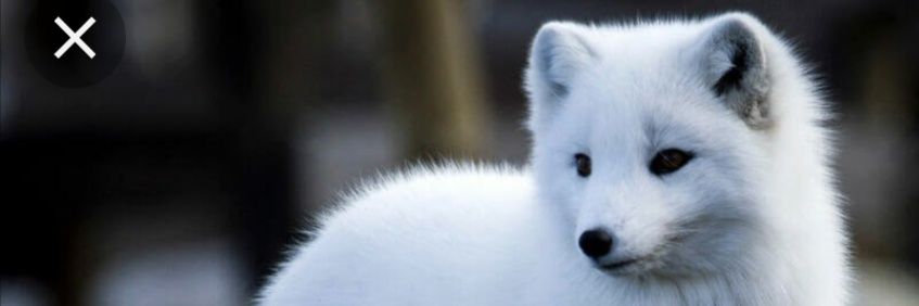 SilverFox92 banner