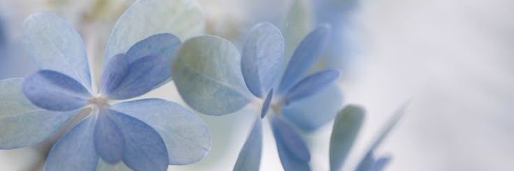 Monicute :D banner