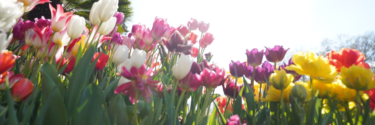 RED@池アコ3/1 banner