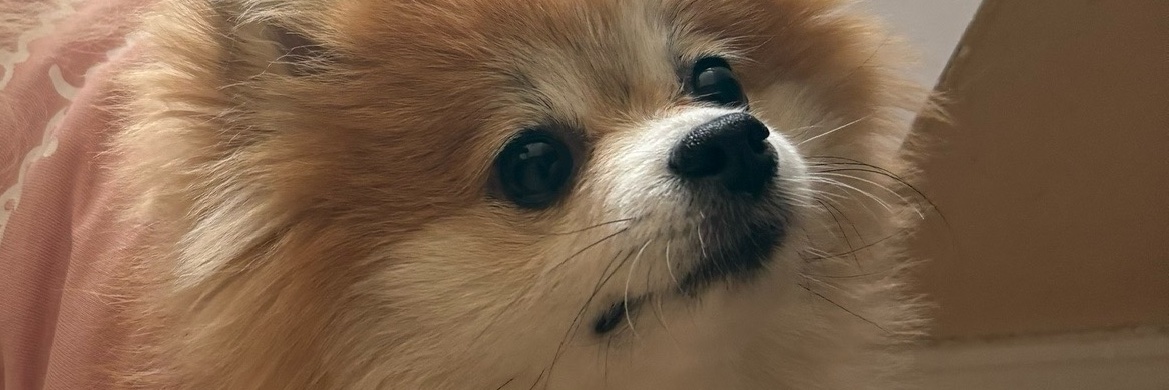wlwgrumbo's profile banner image
