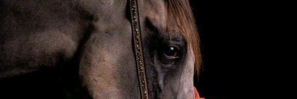 اليــ𝄞⃝ـماني𝄞⃝🇾🇪𝕎.𝔸𝕃ℚ𝔸𝕊𝔼𝕄𝕀 banner