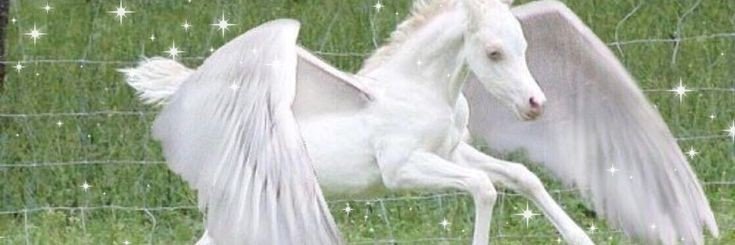 angel1xc0rpse's profile banner image