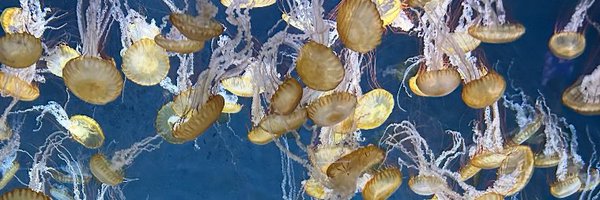 _enomo_ Profile Banner