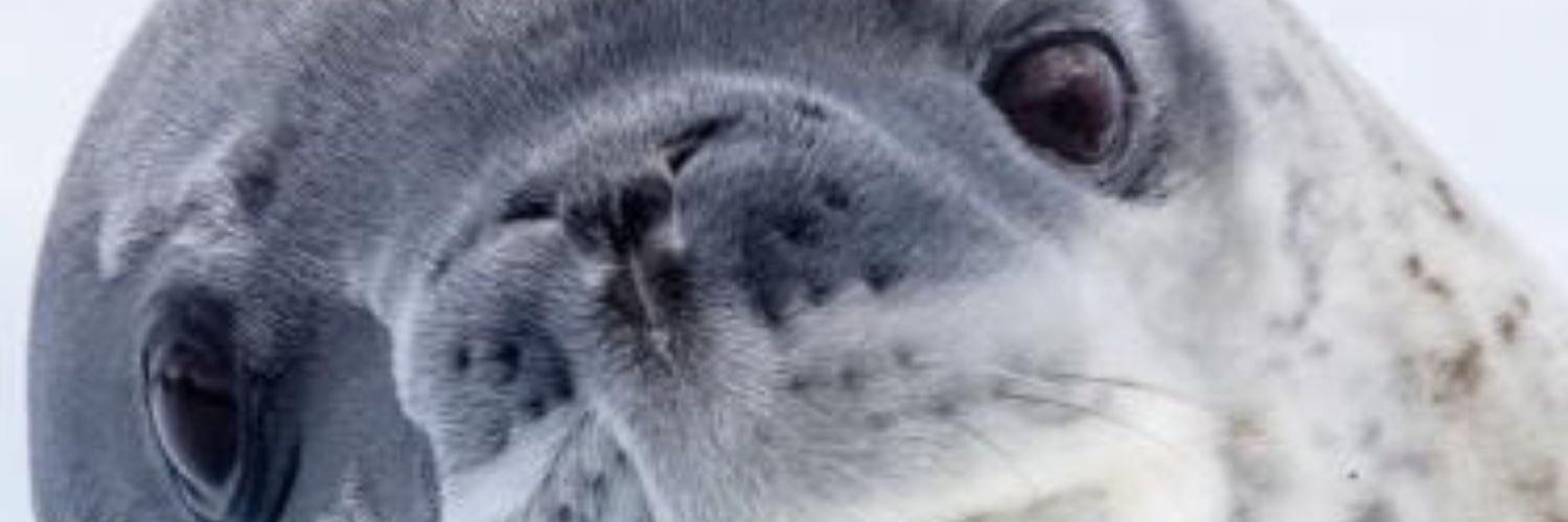 IhpEcVns's profile banner image