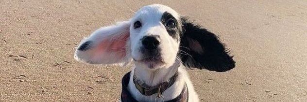 bayboflap's profile banner image