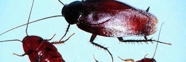 puppypproblems Profile Banner