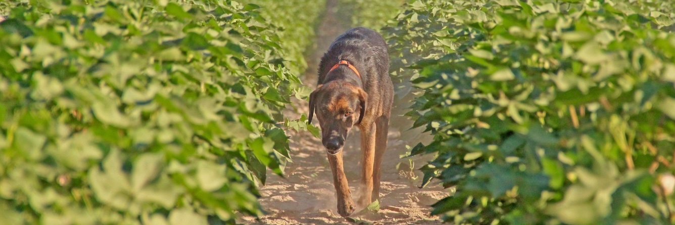 Chris Bennett banner