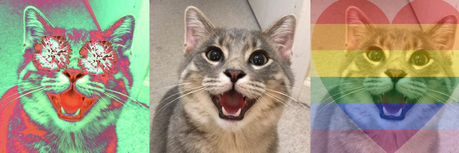 the catt LFT's banner