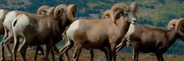 The Ram Collective banner