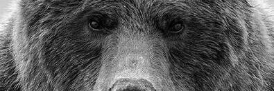 bears_gang's profile banner image