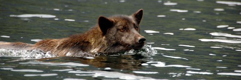 🔞BUTCHER✦FANGS banner