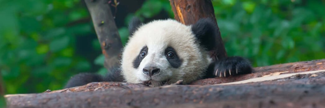 🦟黄金聖闘士モスキ🦟 banner