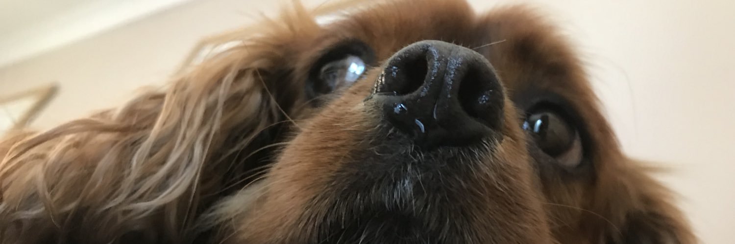 lacey_42's profile banner image