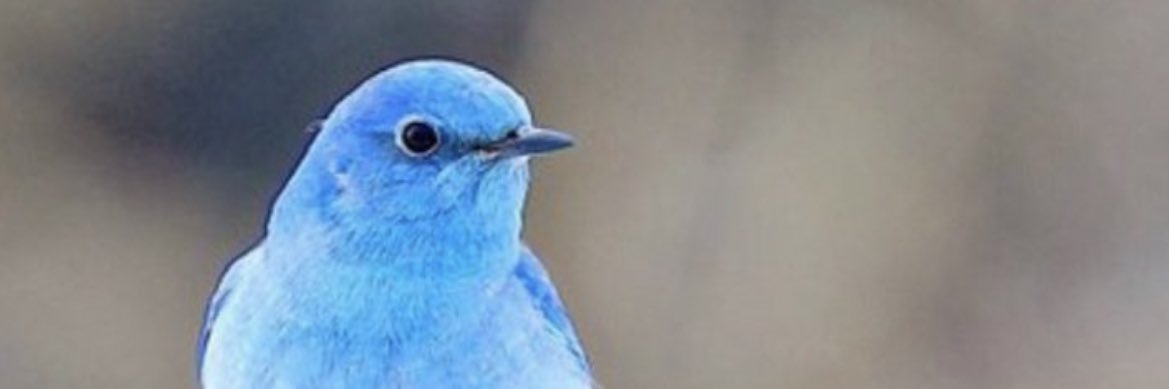 れんげ草 banner
