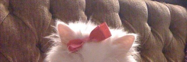browny🍪 *hiat banner