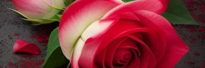 feryal banner