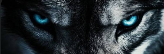 Wolfafteryou banner