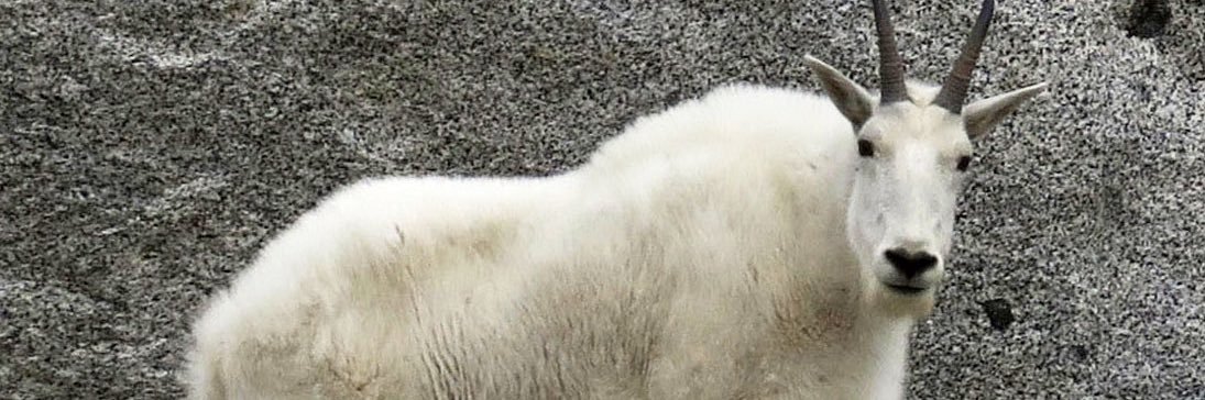 SalStewartLover banner