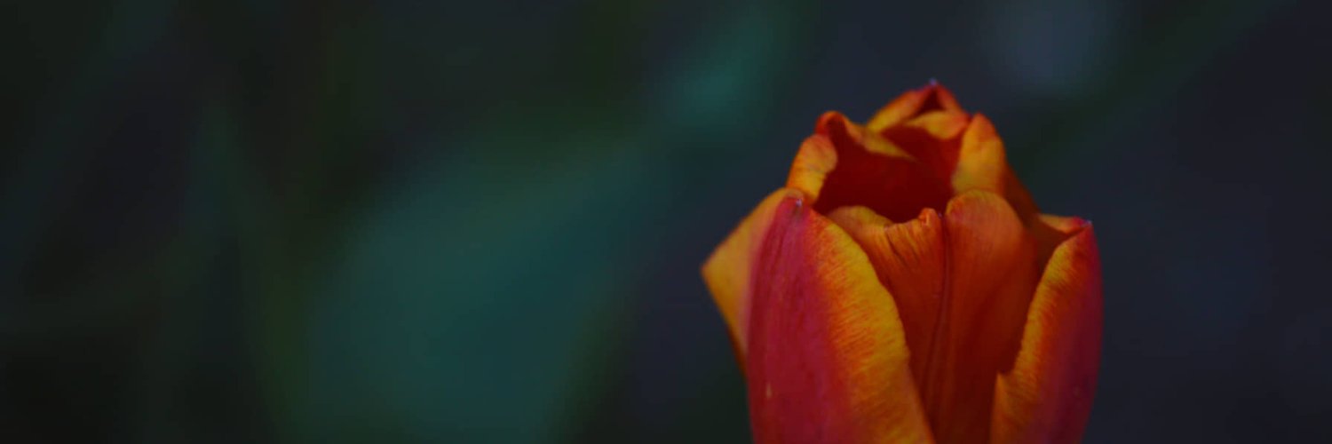 laurixx_'s profile banner image