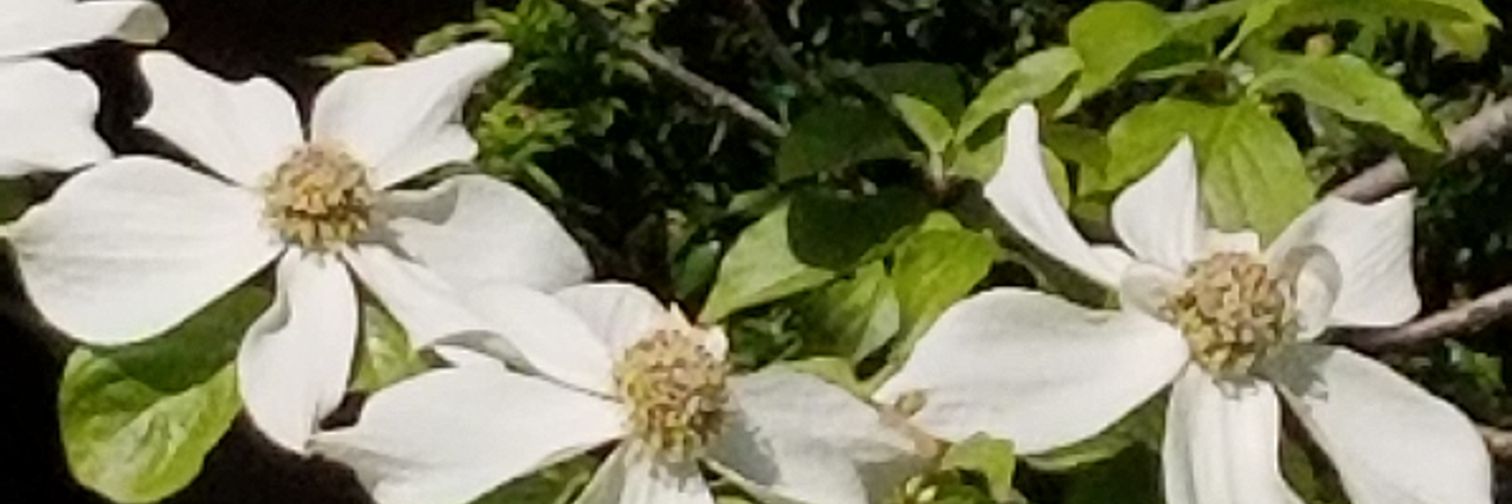 Susan Black 🇨🇦 banner