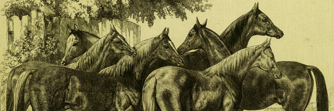 هـشام الهاشـمي banner