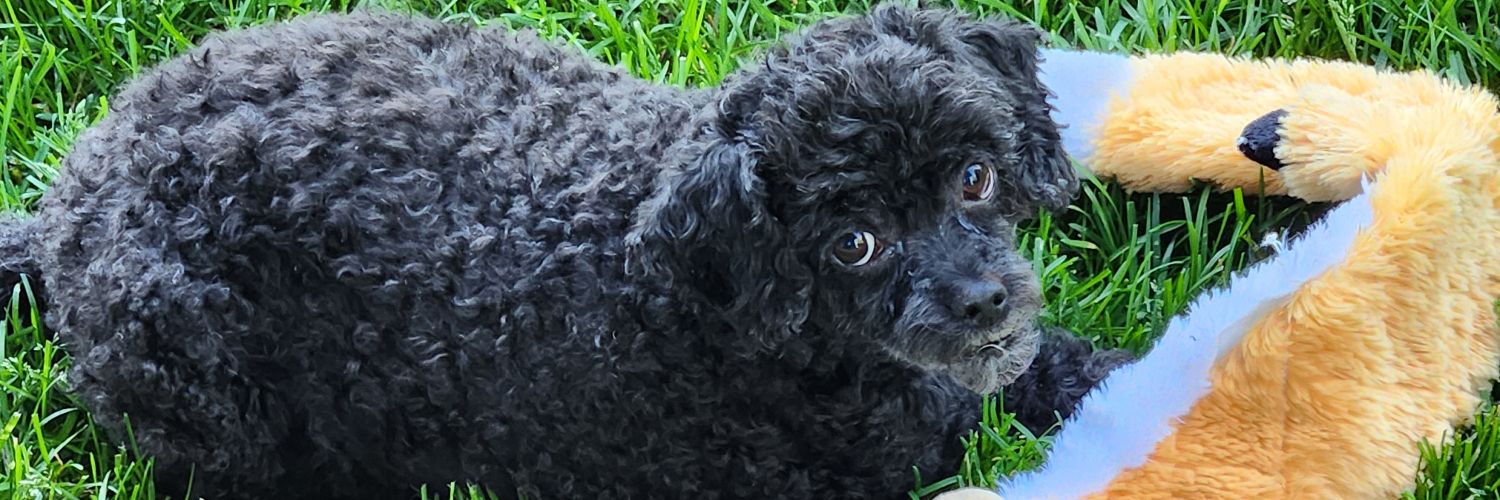 GarLewinWy's profile banner image