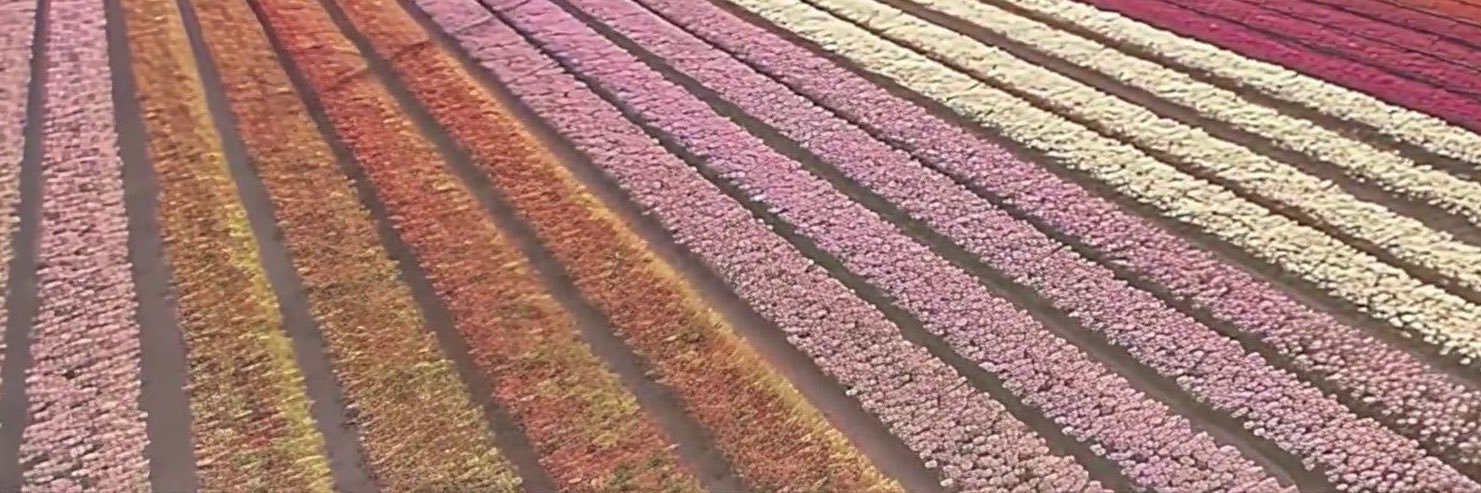 Tye 🌼 is seeing BTS! banner