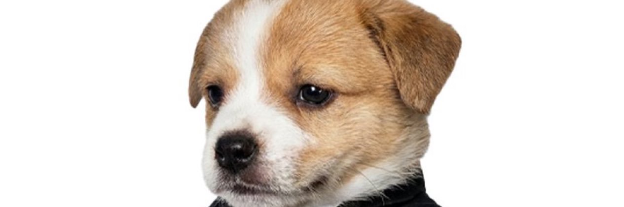 wilbur wilson banner