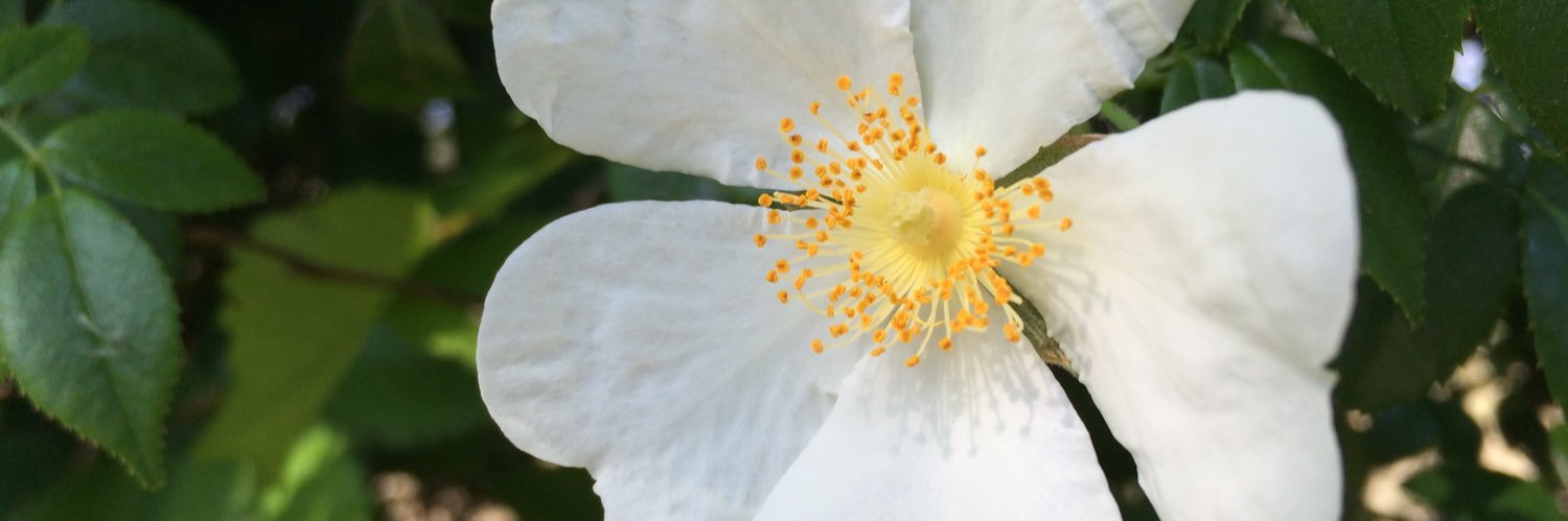 bachflowers's profile banner image