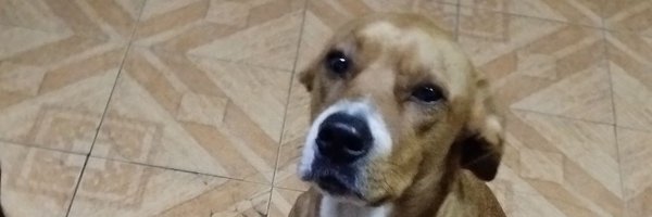 my_shittyOCs Profile Banner
