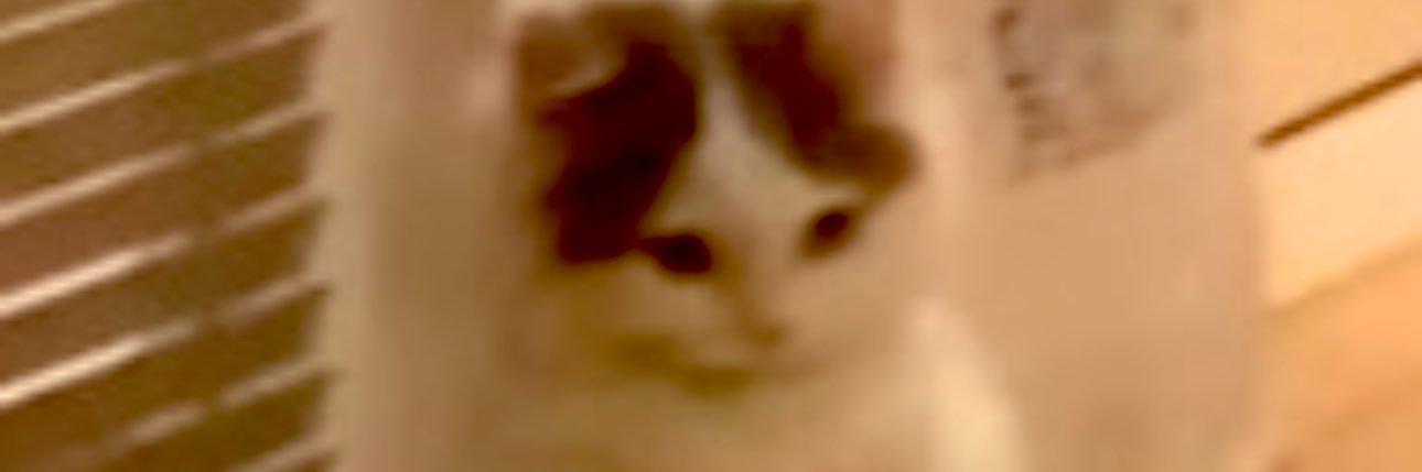 TheTaxDodger🍃🇮🇪🇬🇧 banner