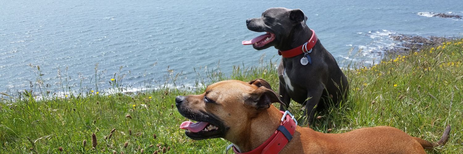 Jayne #endBSL banner