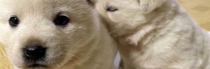 yoondwer's profile banner image