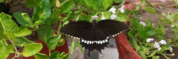 vikramhegde Profile Banner