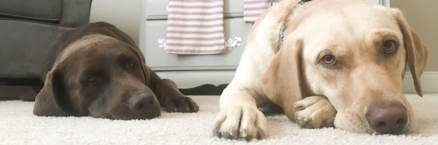 carlyrena's profile banner image