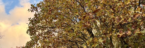 lascribemoderne Profile Banner