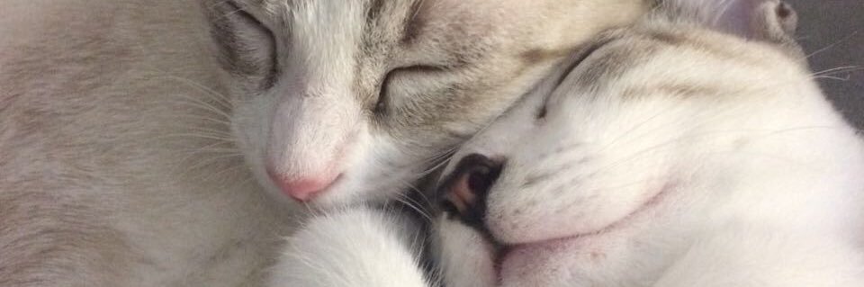 DaniiCastilla's profile banner image