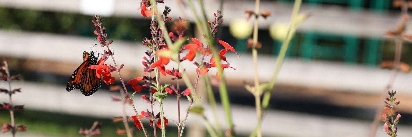 Mia McCormick banner