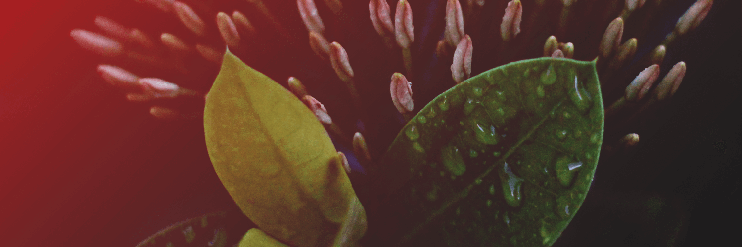 Lost My Dog Records banner