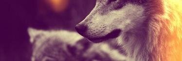 caiogama's profile banner image