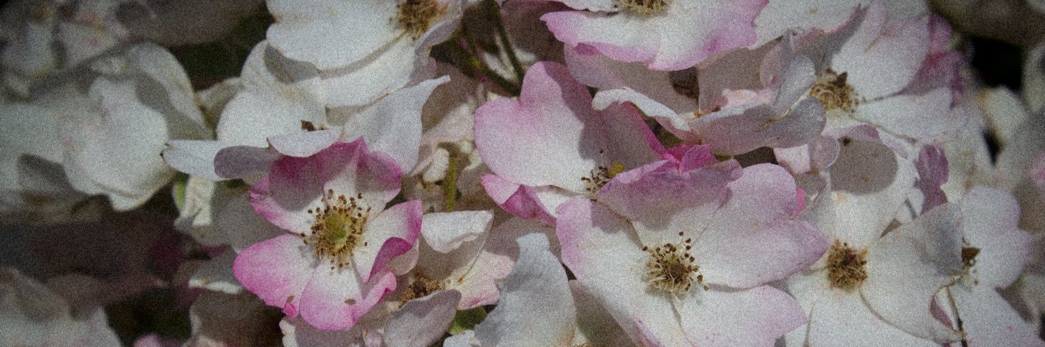 Lace (she/her) banner