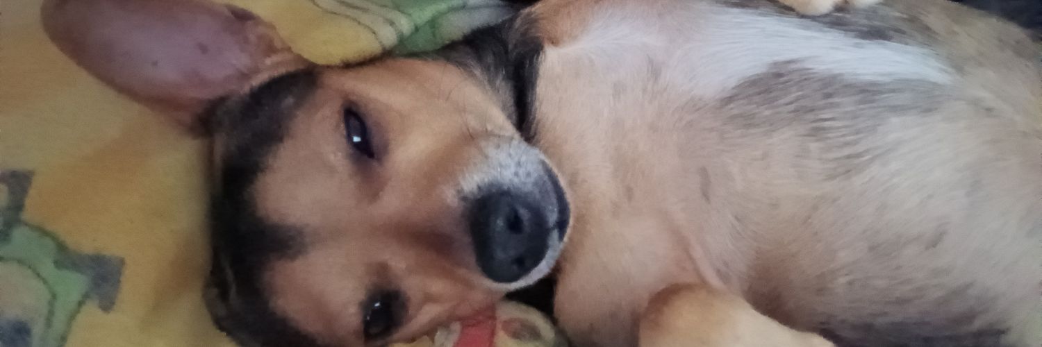 Ramonzinho banner