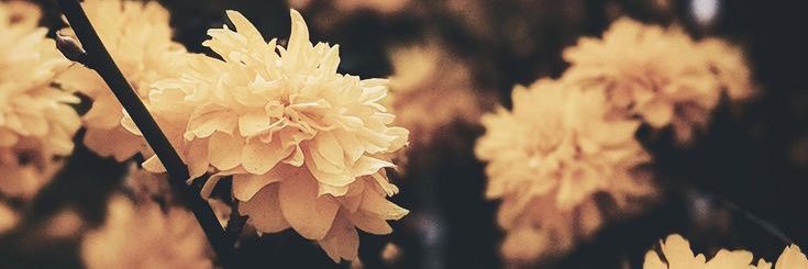 kkellcy's profile banner image