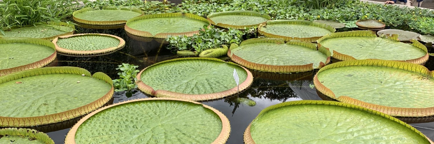 Pilar Callizo banner