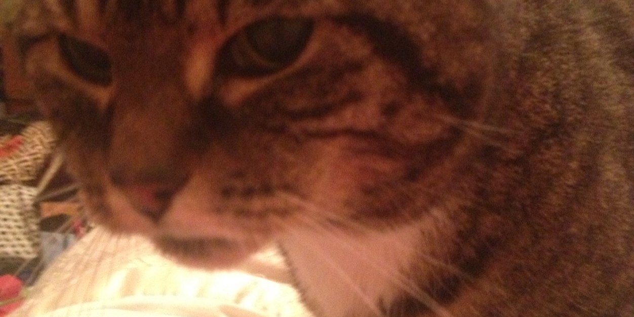 Sash💗Ottogingerboy banner