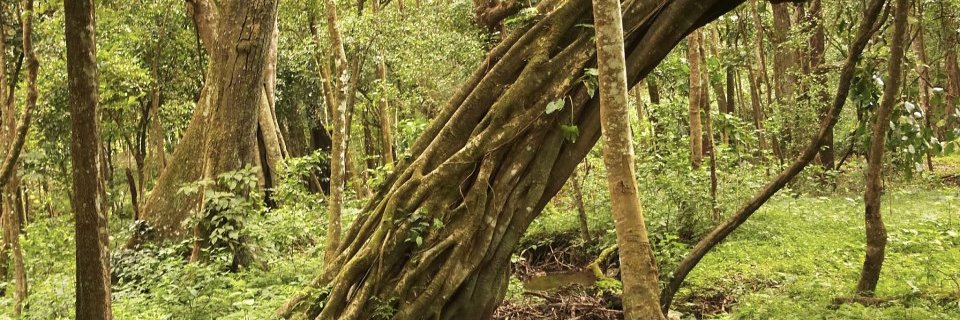 ulhasanand's profile banner image