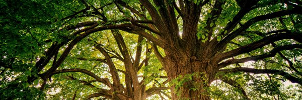 kaif_ibrahim11 Profile Banner