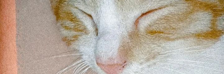 sereniahaze's profile banner image