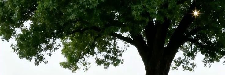 shugarplums's profile banner image