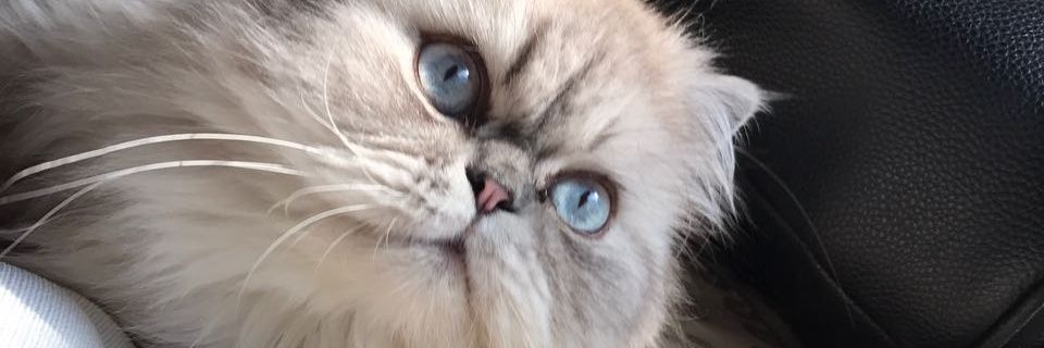 Lau_Gu's profile banner image